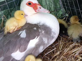 Muscovy ducklings