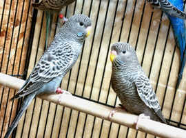 Blackface budgie