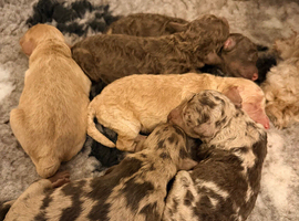 Cockapoo Puppies &ndash; Interest Being Taken