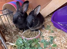 2 boys looking for forever homes