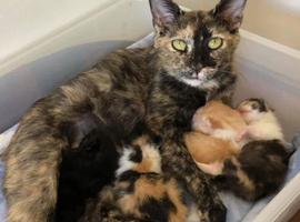 Female kitten