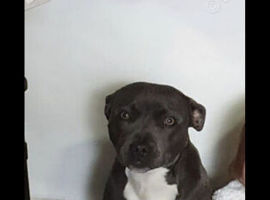 Staffordshire bull terrier female