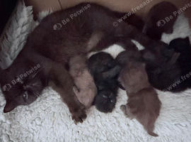 Chocolate & Black Exotic Shorthair Kittens Available