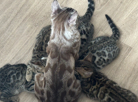 READY NOW- 5 BENGAL KITTENS