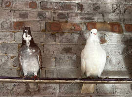 Figuritas pigeon