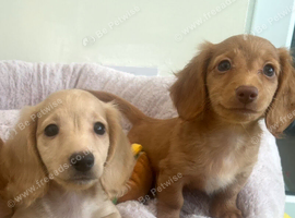 Mini Long hair Dachshund puppies