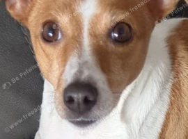 Beautiful female mini jack Russell