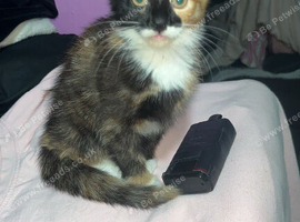 2 beautiful gurl kittens