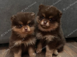 Chocolate & tan boys ready to leave NEXT WEEK