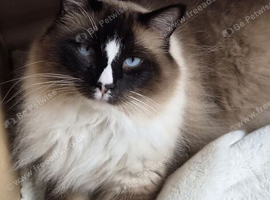 Ragdoll
