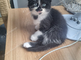 2 cute kittens