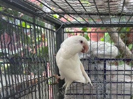 White Quaker parrot female