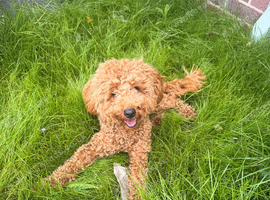 Beautiful Red Toy Poodle Puppy ️ Vaccinated, Fluffy & Full of Love"
