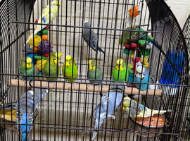 Baby budgies
