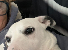 Loving home for effie