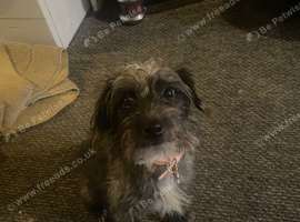 Yorkshire terrier girl