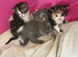 3 girl tabby kittens ready to leave 12th October