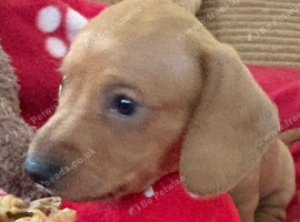 5 kc reg mini dachshunds for sale