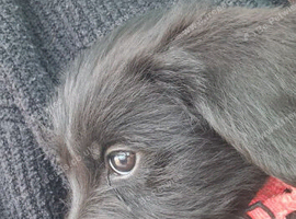 Giant schnauzer x Labrador puppys