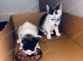 2 baby boy kittens