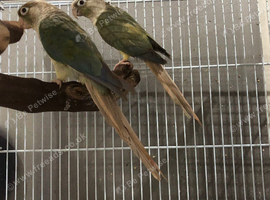 Breeding pair