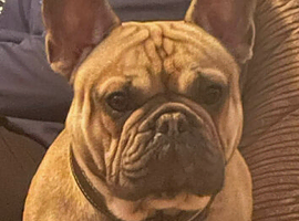 French Bulldog male