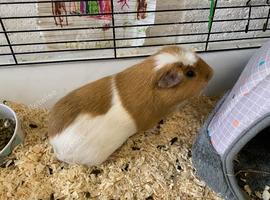 Lovely little Guinea pig for re homing