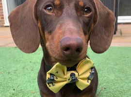 Male dauchound