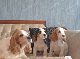Lemon and White Cocker Spaniel Puppy