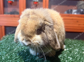 Pure breed mini lop buck