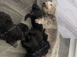 Bedlington terrier puppies