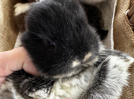 Mini lop baby bunnies-extremely well handled