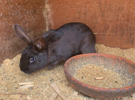 Rabbits for sale - Thanet area - local delivery available