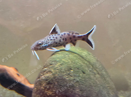 5x Cuckoo Catfish