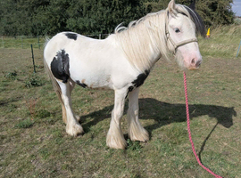 8mth old cob colt
