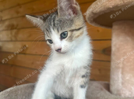 Sphinx mix kitten looking for a new home