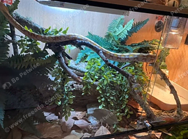 Female Retic