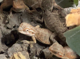 Baby bearded Dragons