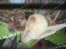ferrets wanted