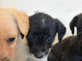 Terrier puppies