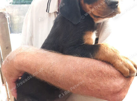 Boxer X Rottweiler