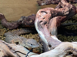 Spiny Tailed Monitors (Ackies) at Birmingham Reptiles