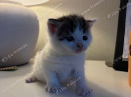 5 Beautiful kittens
