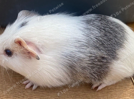 Boar Guinea Pigs
