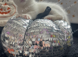 White kitten