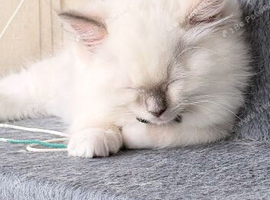 Ragdoll pure breed kittens  2 boys Ready now !!