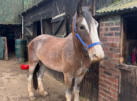 4yr old 16.2hh gelding