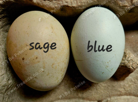 SAGE shell coloured hatching eggs - large hatchign eggs Legbar-Araucana