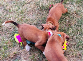 Beautiful Boxers Puppies,