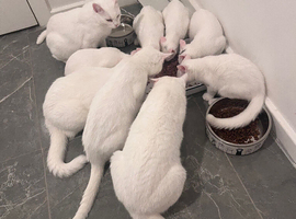 I have 11 cats that need rehome